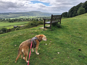 Duna in den Yorkshire Dales